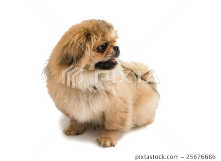 Pekingese 25676686