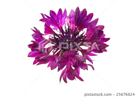 flower cornflower 25676824
