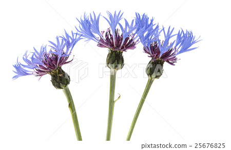 flower cornflower 25676825