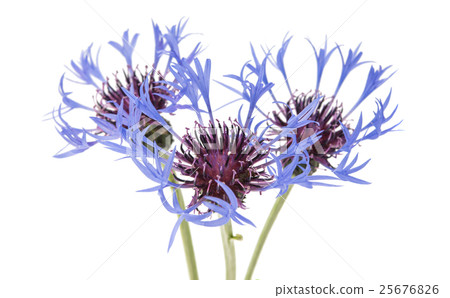 flower cornflower 25676826