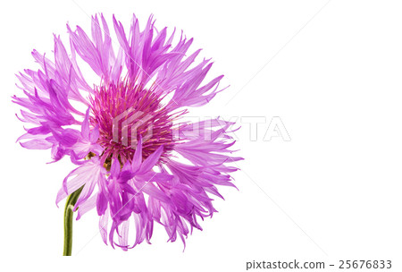 flower cornflower 25676833