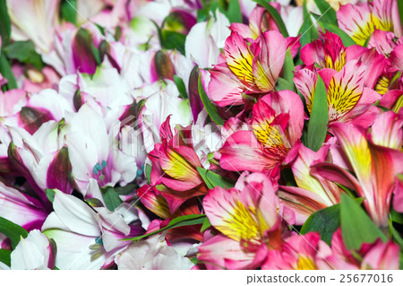 Alstroemeria flowers background 25677016
