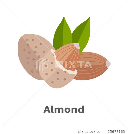 Almond Nuts Vector Illustration in Flat Design Almond Nuts Vector Illustration in Flat Design 25677163