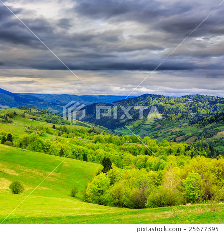 forest on hillside meadow in mountain 25677395