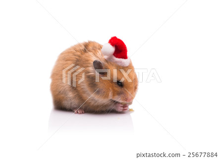 Cute hamster with santa hat isolated on white Cute hamster with santa hat isolated on white 25677884