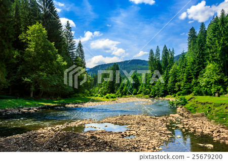 forest river with stones 25679200