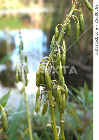 Fruit of Giboshi Fruit of Giboshi 25680365