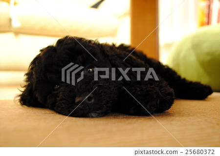 toy poodle  25680372