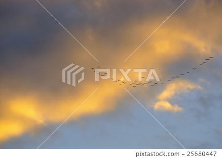 Migratory bird with sky of evening 25680447