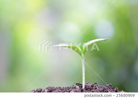 Growing sprout 25680909