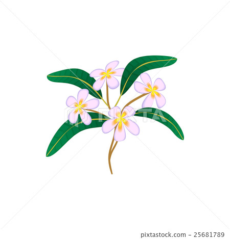 Flower plumeria icon, cartoon style 25681789