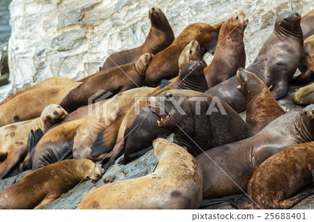 Rookery Steller sea lions. Island in Pacific Ocean 25688401