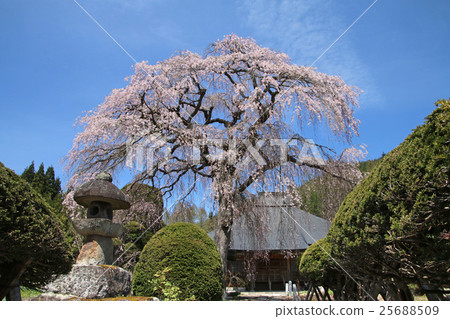 Hei-se Cherry Blossoms (Minamiizumi) Hei-se Cherry Blossoms (Minamiizumi) 25688509