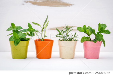 Various kinds of colorful potted garden herbs . Various kinds of colorful potted garden herbs . 25689286