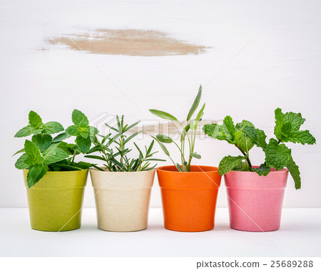 Various kinds of colorful potted garden herbs . Various kinds of colorful potted garden herbs . 25689288