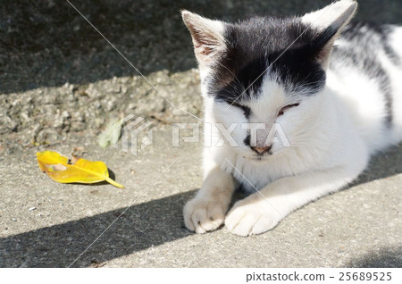 落葉與貓 落葉與貓 25689525