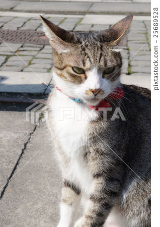 Spiritual cat 25689528