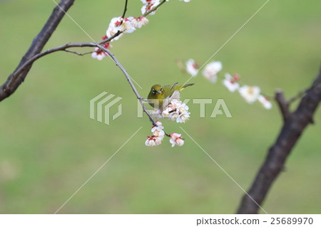 Plum和mezzo 3號 25689970