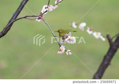 Plum和Mejiro No. 4 25689971