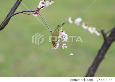 Plum and Mejiro No. 5 25689972