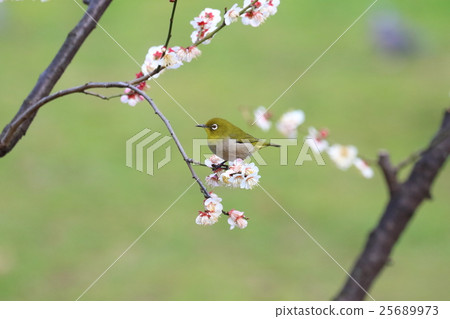 梅花和mezzo六號 25689973