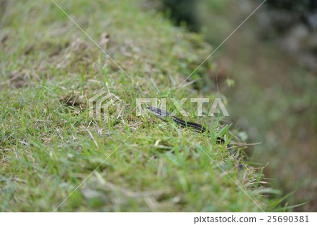 卡拉斯蛇 25690381