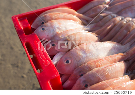 The basket of fish on Long Hai Beach The basket of fish on Long Hai Beach 25690719