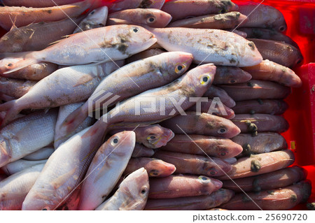The basket of fish on Long Hai Beach The basket of fish on Long Hai Beach 25690720