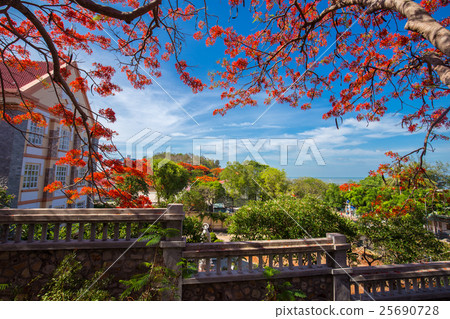 A Delonix Regia in red bloom in a park in VietNam 25690728