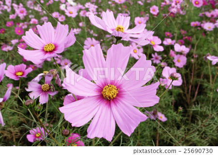 Fall cherry tree Fall cherry tree 25690730