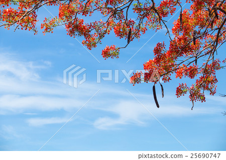 Beautiful Delonix Regia in red bloom 25690747