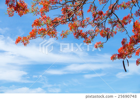 Beautiful Delonix Regia in red bloom Beautiful Delonix Regia in red bloom 25690748