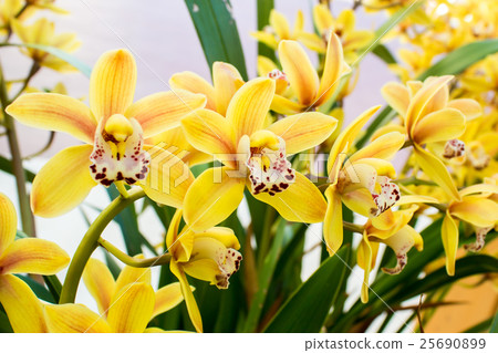 orchids in a garden orchids in a garden 25690899