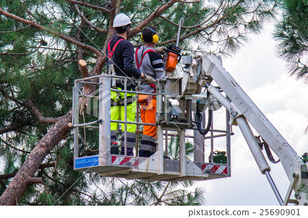 Professional Lumberjacks cuts trunks on the crane Professional Lumberjacks cuts trunks on the crane 25690901