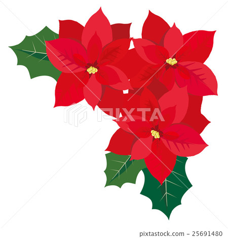 Christmas poinsettia illustration Christmas poinsettia illustration 25691480