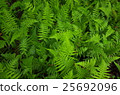 Plants, glutinous plants, oilseed oil, rice cake, pressure 25692096