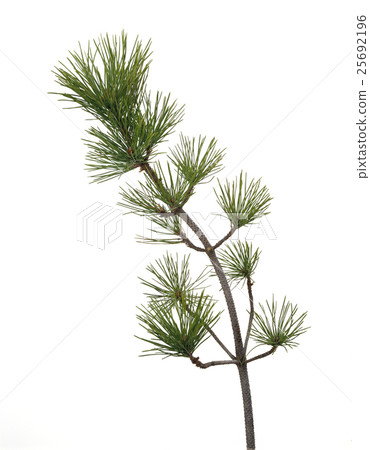 Pine tree branch Pine tree branch 25692196