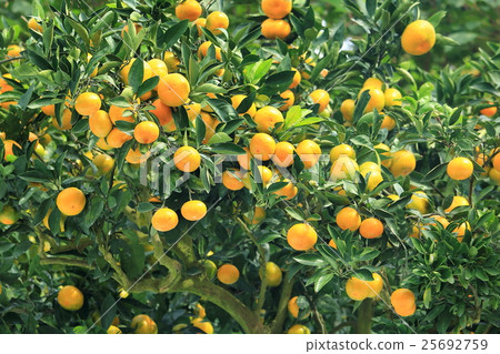 Setonai mandarin orange 25692759