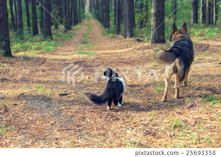 Dog and cat outdoors in autumn forest 25693358