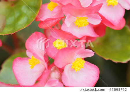 Pink's Begonia 25693722