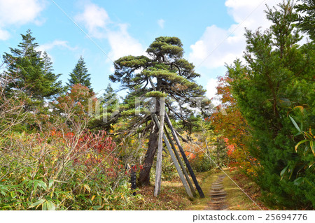 Pine of Zao Takahara Hagoromi 25694776