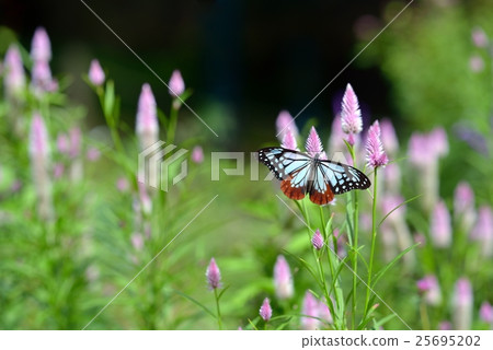 Ases of Asagi Madara Ases of Asagi Madara 25695202