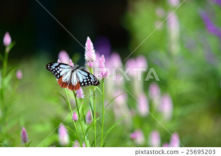 Ases of Asagi Madara 25695203