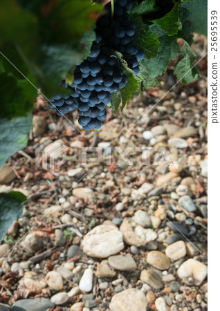 Closeup on Fresh Grapes in Bordeaux vineyards Closeup on Fresh Grapes in Bordeaux vineyards 25695539