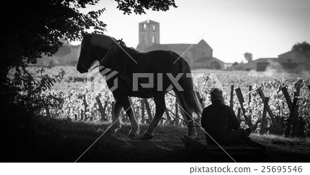 Harvest Vineyard with a draft horse-Saint-Emilion 25695546