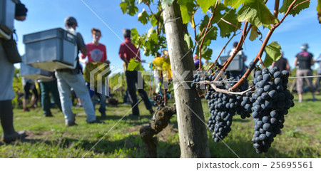 Workers in vineyards, Grape Harvest, Bordeaux 25695561
