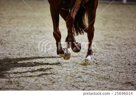 Rider on bay horse in competitions 25696014