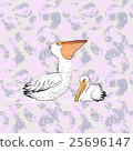 Large white Australian Pelican 25696147