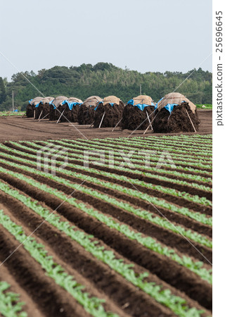 花生的垂直構圖1 花生的垂直構圖1 25696645