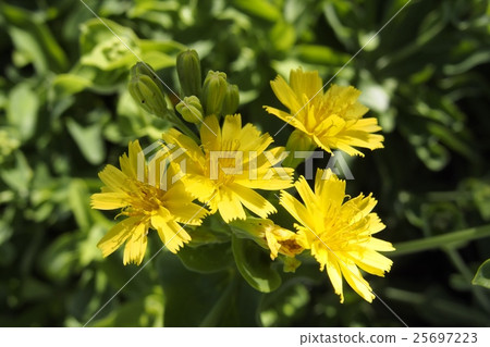 Nicana flowers Nicana flowers 25697223